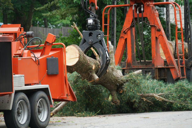 Best Tree Root Removal  in Spanish Fork, UT